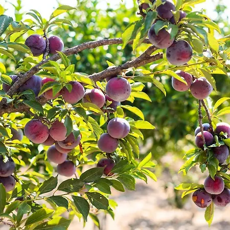 Eleftherias Garden House בית נופש אפאנטו
