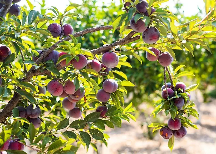 Eleftherias Garden House Σπίτι διακοπών Αφάντου